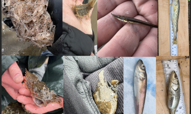 Photo collage showing different kinds of fish
